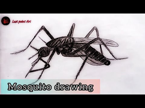 Insect, Malaria, Mosquito, Pest, Animal - Mosquito Drawing - Free  Transparent PNG Clipart Images Download